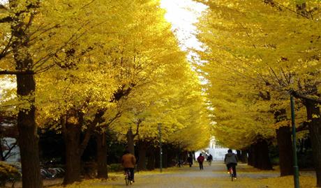 东京大学医学专业学制介绍