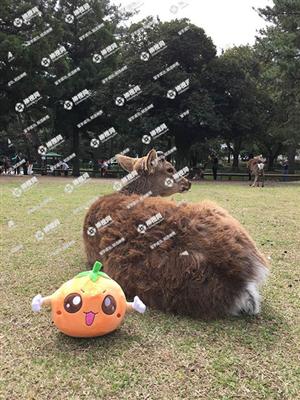 日本留学生家属到日本探亲走什么流程